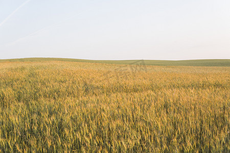 在领域的黄色和绿色年轻麦子耳朵。