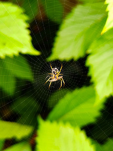 黄色花园蜘蛛 Argiope 黑色和黄色在 web