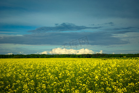 波兰丘尔奇采黄色油菜田上空的云