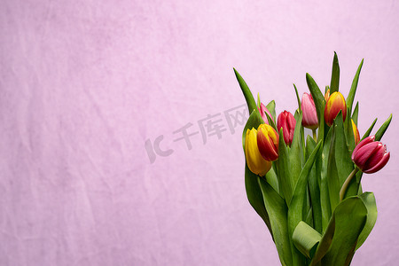孤立的郁金香花束与粉红色的背景