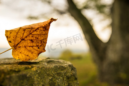 秃树摄影照片_城堡墙上的秋天彩绘叶子，后面有秃树