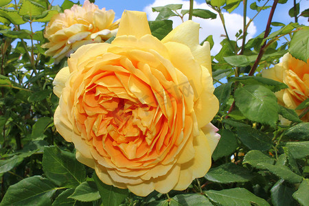 花园里的黄玫瑰