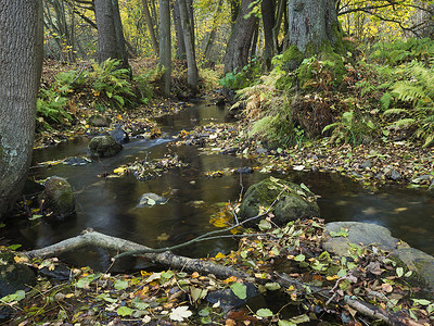捷克共和国 luzicke hory lusitian 山秋季长时间曝光的魔法森林溪流与石头、苔藓、蕨类植物和五颜六色的落叶和树木