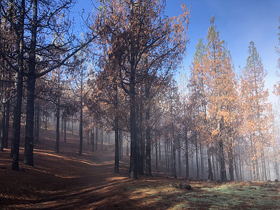 黑色迷雾摄影照片_穿过被烧毁的森林的迷雾远足路径
