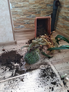 花散乱摄影照片_在家养宠物的帮助下，棕色花盆里的绿色大仙人掌从窗台上掉了下来。