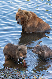 小熊钓鱼摄影照片_野生堪察加棕色母熊和两只小熊，站在河水中抓红鲑鱼吃