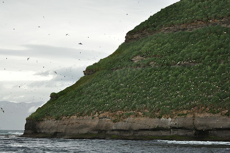 冰岛山附近海面上空飞翔的海鹦群的美丽景色