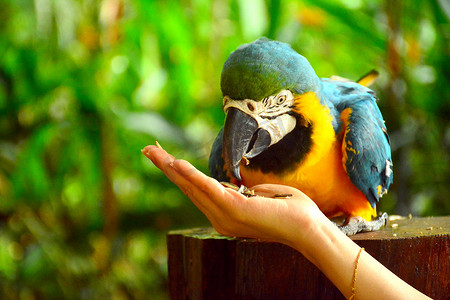 在 Lok Kawi 野生动物园的 Ara 金刚鹦鹉鹦鹉