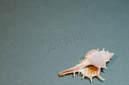 小海龟logo摄影照片_浮雕蓝绿色背景上带刺的浅白色和棕色小海壳特写