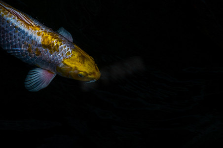 黑色鲤鱼摄影照片_阳光明媚的日子里，五颜六色的锦鲤鱼或锦鲤鱼在鱼塘里游泳的细节，日本鱼种，许多五颜六色的图案。
