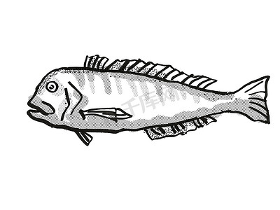 手绘卡通线条画摄影照片_澳大利亚禁止方头鱼鱼卡通复古绘图