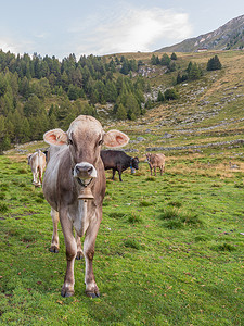 奶牛在意大利牧场吃草