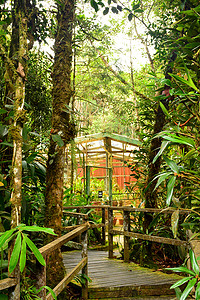 马来西亚沙巴京那巴鲁山植物园小径