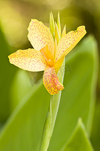 绿色背景中鸢尾花的橙色点缀黄色花