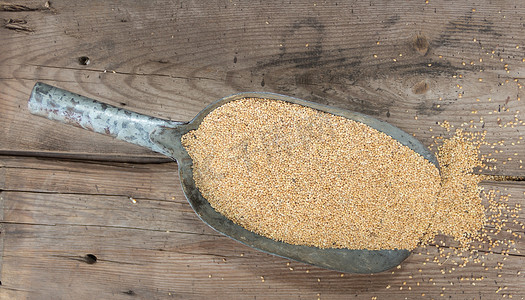带小米的勺子用于在草料中出售的鸟类饲料
