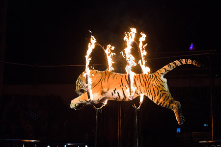 马戏团老虎摄影照片_Circus.Tiger 跳火