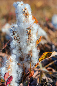 Salix arctica - 北极柳 - 微小的匍匐柳科杨柳科，低短柔毛灌木，有银色和柔滑的毛发。