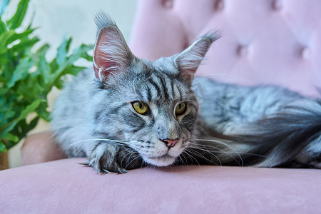 家中沙发上休息的美丽纯种灰猫的肖像