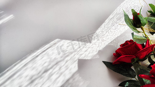 白色光影背景摄影照片_背景和纹理与美丽的白色和红色玫瑰与来自太阳的光影。