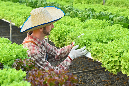 留着胡须的白人男子穿着格子衬衫在温室水培农场收获绿色橡木生菜