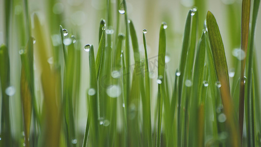 带着露水的摄影照片_带着露水的青草嫩芽。
