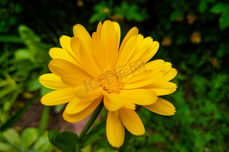 菊科摄影照片_菊科或菊科是一个非常大且分布广泛的开花植物家族。
