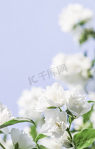 蓝色背景上的白色特里茉莉花花瓣。