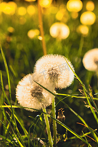 蒲公英灯摄影照片_蒲公英在日落时盛开。