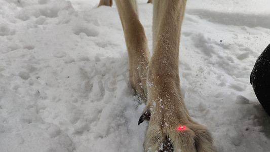 有狗德国牧羊犬的爪子的大爪子在冬日和白雪环绕。