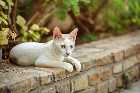 白色的流浪猫躺在路边，身后是绿色的灌木和鲜花。