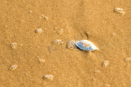 有贝壳和浪花的沙滩