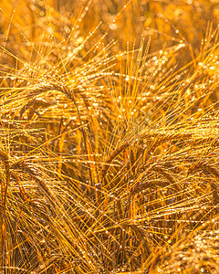 清晨，在一片农田里日出，成熟的黑麦金黄的穗子上覆盖着露水。