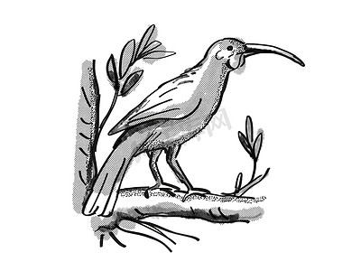 huia 新西兰鸟卡通复古绘图