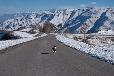 杰克罗素梗狗穿着针织毛衣沿着雪山间的道路奔跑。