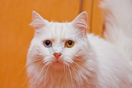 双色冰激凌摄影照片_双色眼白猫