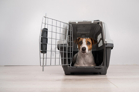 杰克罗素梗犬在笼子里，用于安全运输，开门。