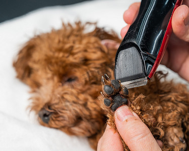 一位女士用修剪器为一只棕色迷你玩具贵宾犬的爪子剪毛。