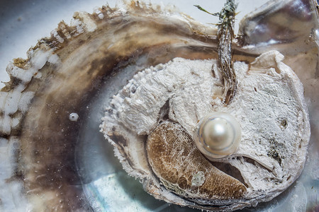 贝壳打开摄影照片_打开的牡蛎里面有珍珠