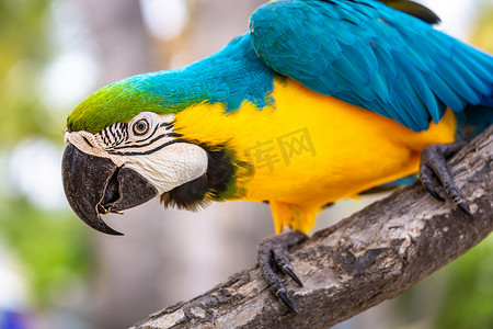 潘安湿地公园摄影照片_栖息在树上的蓝色和黄色金刚鹦鹉，Ara ararauna，潘塔纳尔，巴西