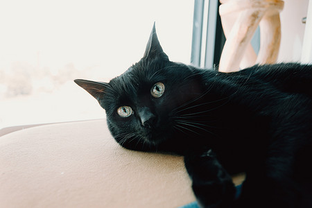调皮眼睛摄影照片_可爱而年轻的黑猫在现代房子里休息