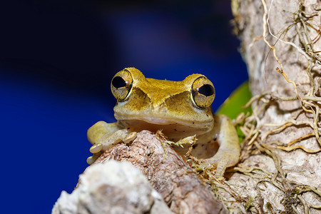 夜间活动的青蛙 Boophis 马达加斯加，野生动物