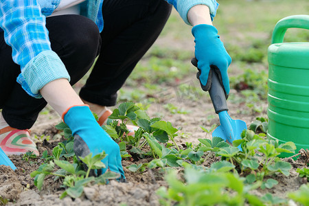园丁用手工工具耕种土壤、春季园艺、浇水和草莓种植。