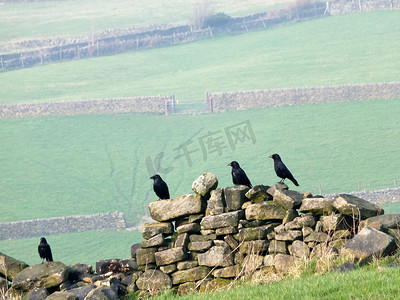 四只乌鸦栖息在一片古老的石墙上，远处有绿色的山坡草地和大门