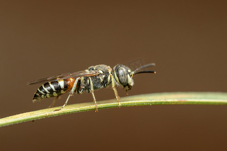 小蜜蜂翅膀摄影照片_自然背景下绿叶上的小蜜蜂或矮蜂 (Apis florea) 的图像。