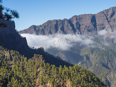西班牙加那利群岛拉帕尔马火山口国家公园 Caldera de Taburiente 的 Mirador de la Cumbrecita 观景台的火山景观和郁郁葱葱的松树林、松树景观