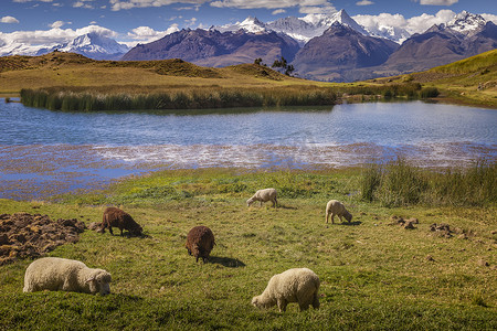 秘鲁安卡什白雪皑皑的安第斯山脉白雪皑皑的 Wilcacocha 湖和羊群