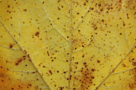 黄色秋叶的全框特写，上面有棕色斑点、静脉和细胞，细节显示