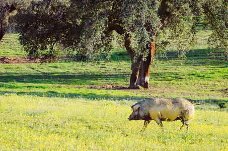 西班牙埃斯特雷马杜拉草原上的猪肖像