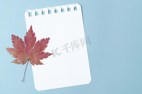 空白便条纸与干枫叶在蓝色背景上为您的文本或消息。