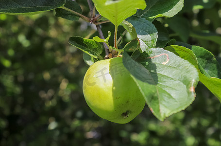 充足的营养摄影照片_树枝上的青苹果准备好有选择地收获